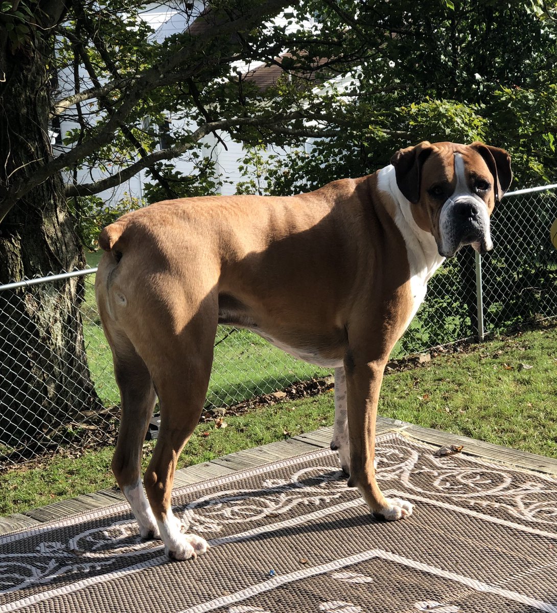 boxersnbriefs2's tweet photo. Wanna go for a walk? #SaturdayMorning #coolbreeze

#bailey #autumn🍁 #boxers #boxerdogs #myboxerlife #walkyourdogs #boxerdogsoftwitter https://t.co/kXppair0Gf
