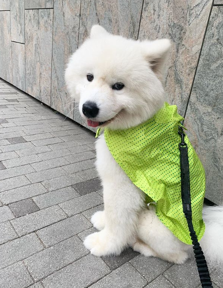 DogEskimon's tweet photo. #dogslover #dogsofinsta  #dogsforlife #dogsmile #dogsarefamily https://t.co/6woYGsfKOk