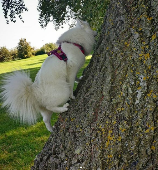 DogEskimon's tweet photo. #dogslover #dogsofinsta  #dogsforlife #dogsmile #dogsarefamily https://t.co/GKZ9ueS9FQ