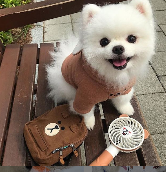 DogEskimon's tweet photo. #dogslover #dogsofinsta  #dogsforlife #dogsmile #dogsarefamily https://t.co/o0znhG8uKu