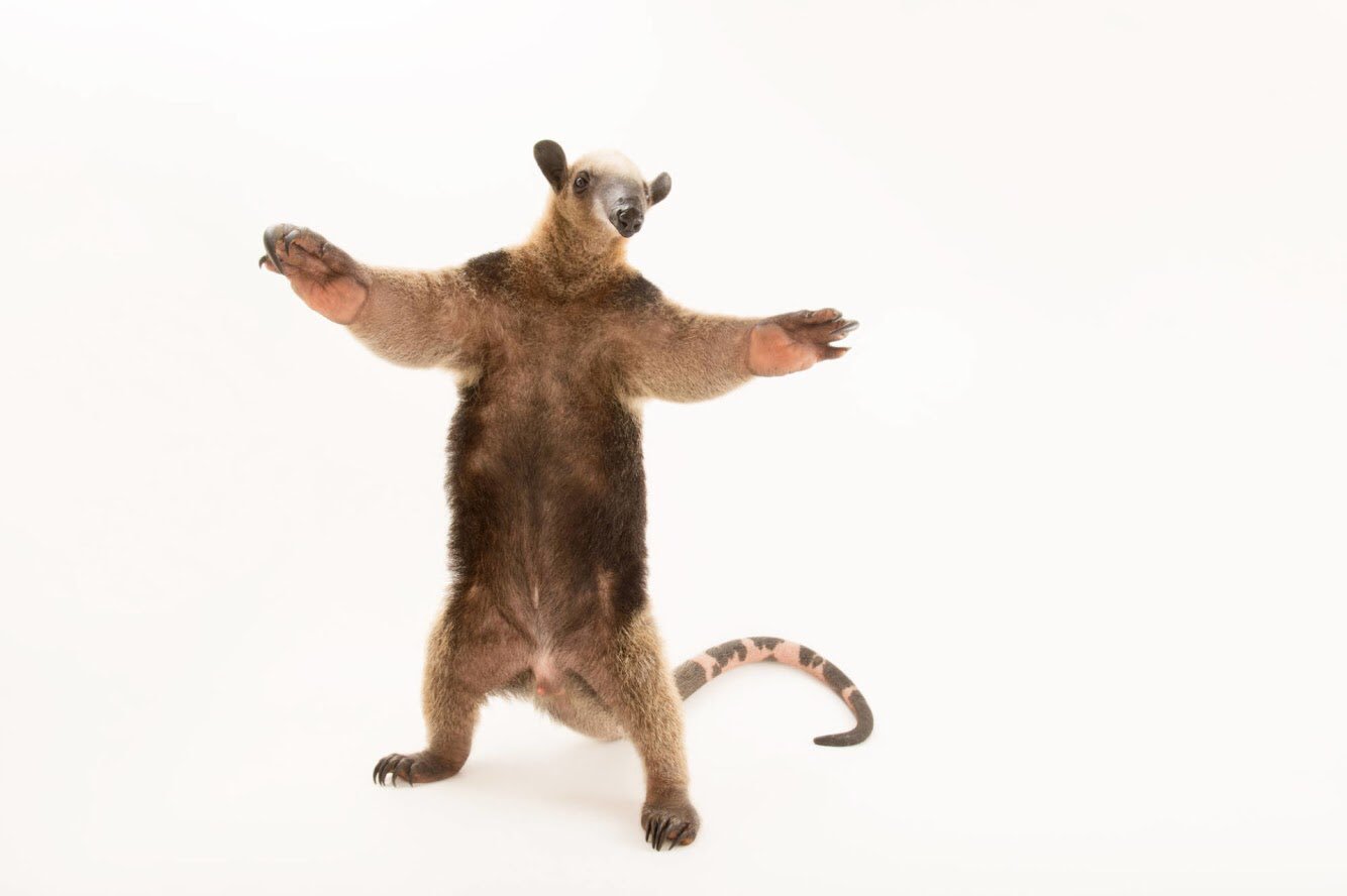 Joel Sartore on X: Meet Samba, a two-year-old northern tamandua