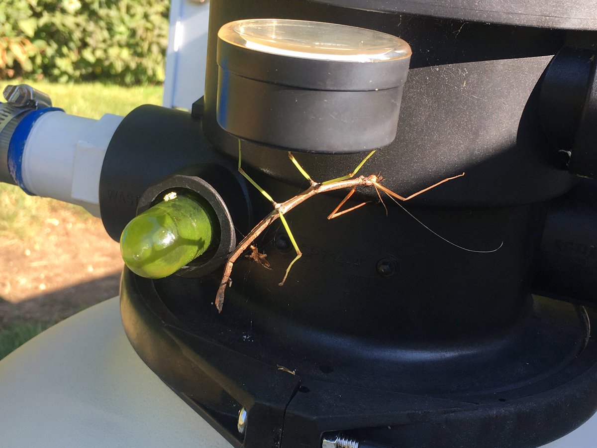 Kim_Chaffee's tweet photo. Saturday morning stick bug sighting. #theydoexist #itsscience #didnttouchit #natureisneat https://t.co/6IPEHos8KA