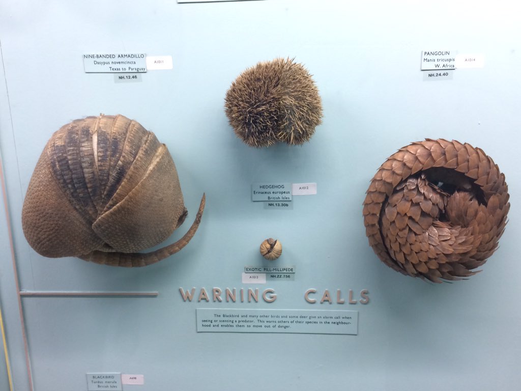 Hedgehogs and Armadillo 