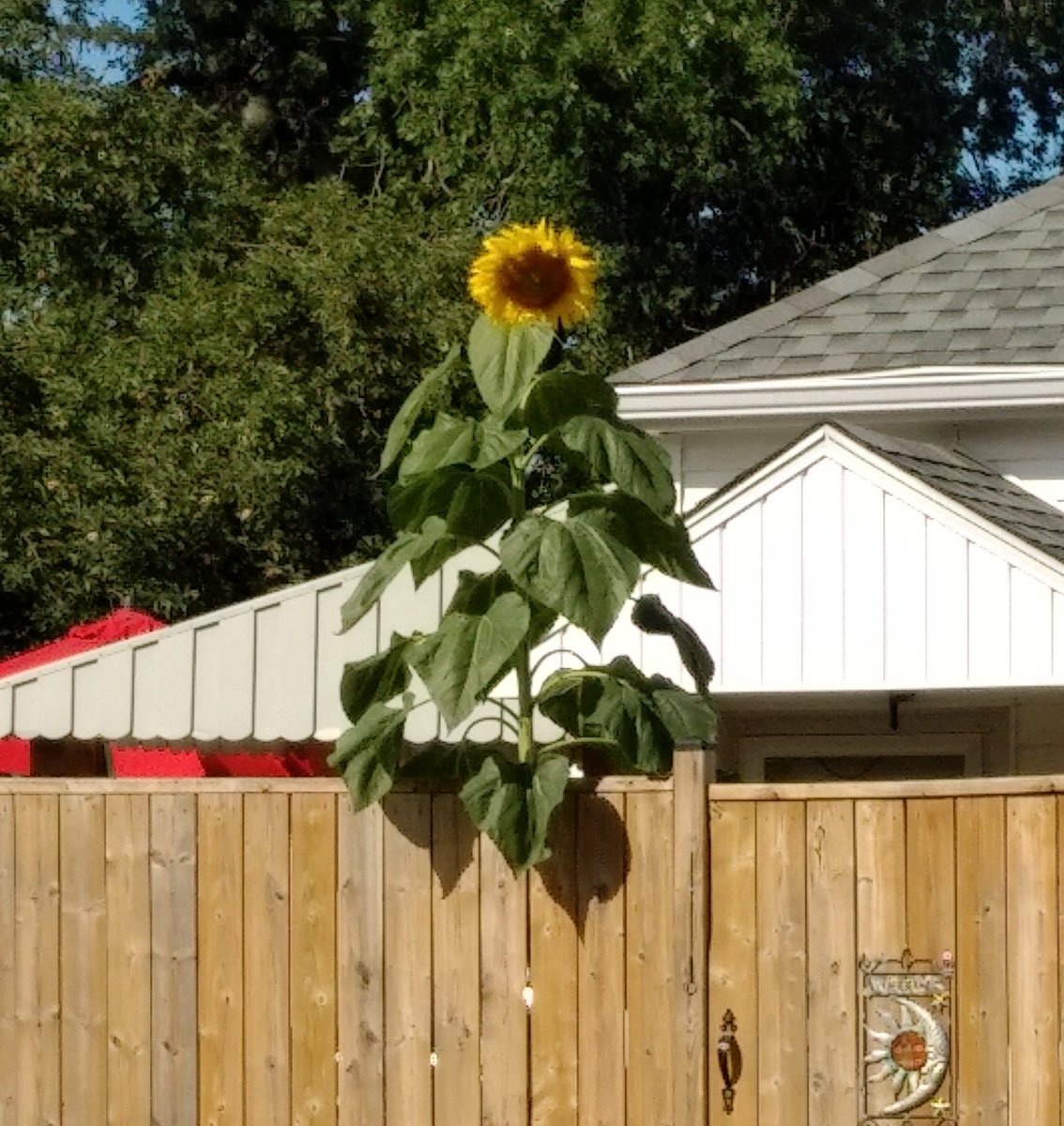 G_Switzer's tweet image. Holy crap! I&apos;m being watched by El Seed! 
How did I not notice this giant sunflower across the street until now?!
#ElSeed #TheTick #sunflower #spoon!