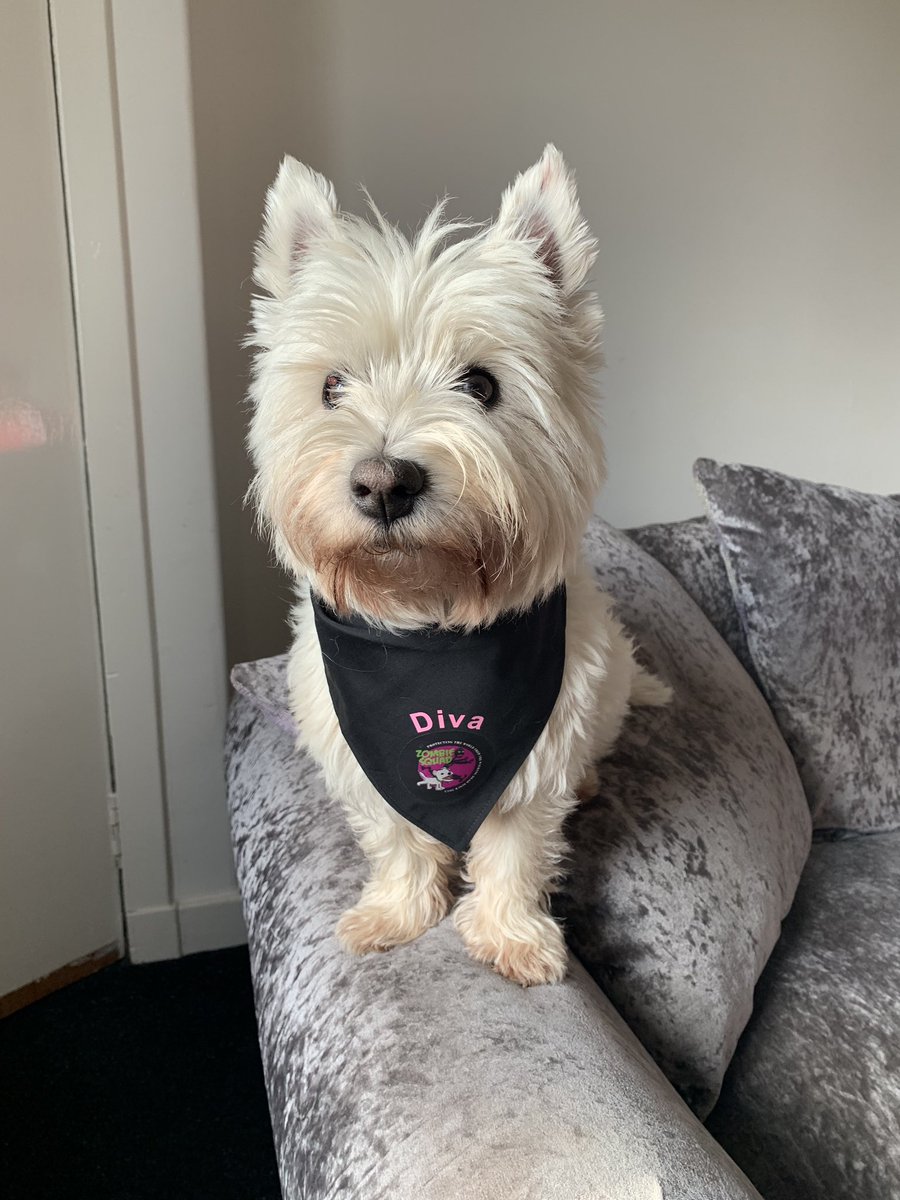 MissDiamondDiv1's tweet photo. Dis my favourite of me I know I’m vane dat sparkle yano 💎🐾 #ZSHQ #bandanagirl https://t.co/zpC0O0Ibkq