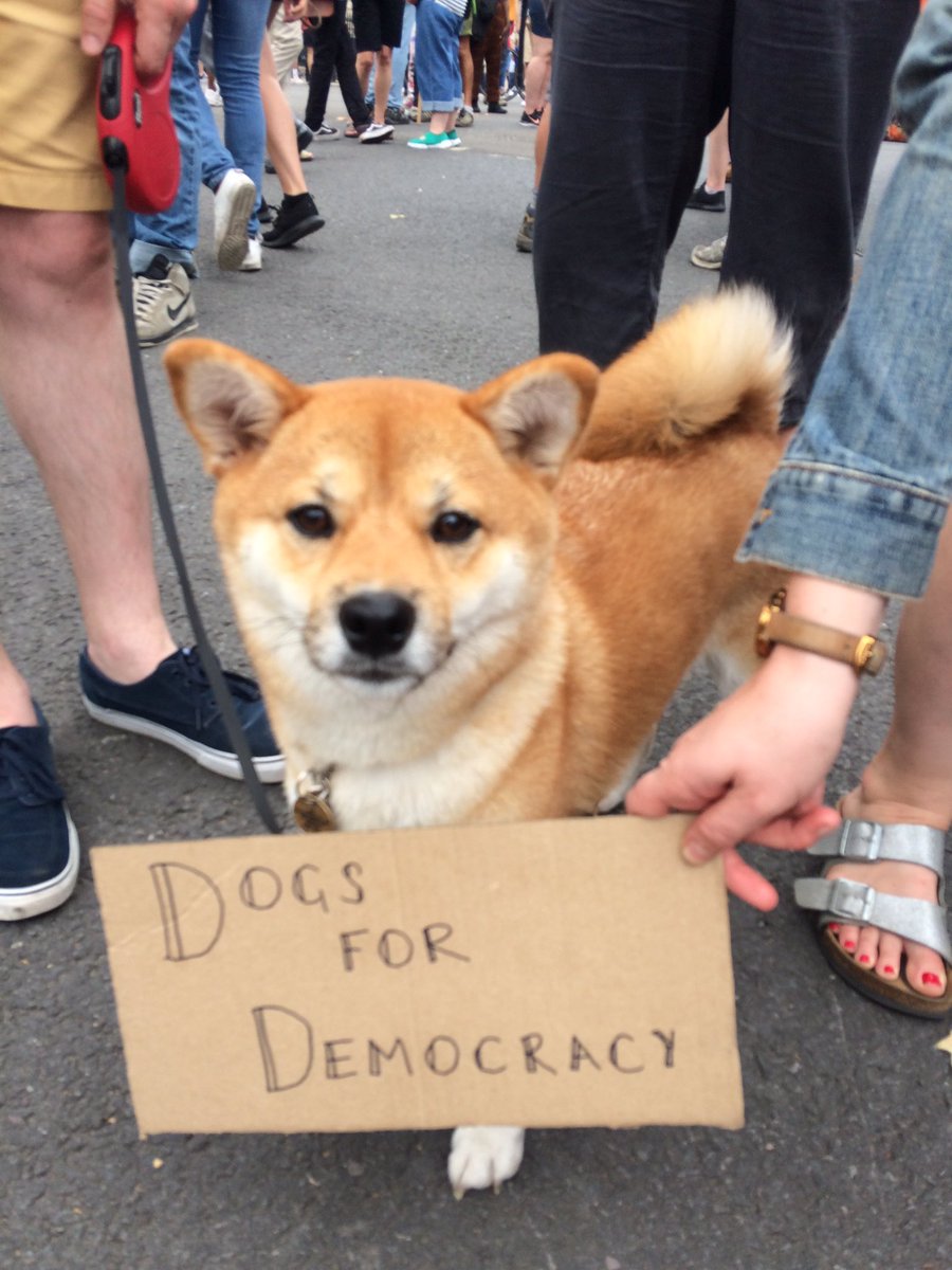 PhilosophyDogs's tweet photo. Rosy is 20/10 a very good girl. 

#DogsForDemocracy #PupsAgainstProrogation #dogsoftwitter #dogs #doge https://t.co/wpP3fsQeqg