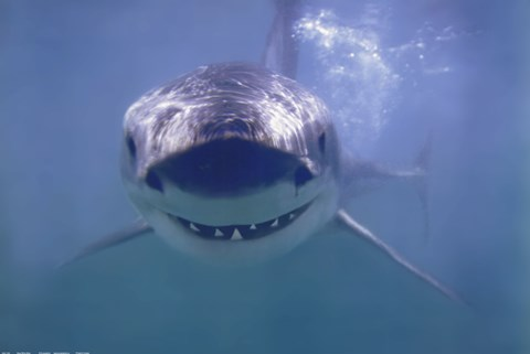 SharkMontauk's tweet image. I've got a white shark smile for you @WhaleSharkRocky! Plus a snoot boop! 

White sharks may grow and use more than 20,000 teeth in our lifetime 😁🦈🦷 #SaturdayMorning #SharkSmile