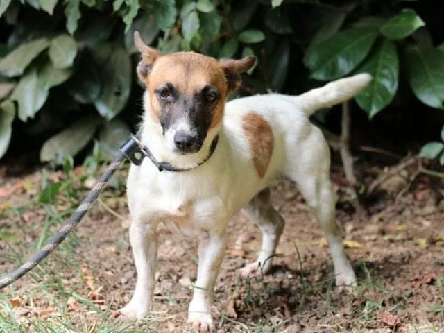 fattoriaditobia's tweet photo. #ROSALINDA adulta molto jackrussel 🐶 appena 6 kg!
➡️Messaggio diretto
. 🐾 altre info, foto
🔝in #APP gratuita interattiva
🌐 https://t.co/hgyUowt1o7
.
.
.
#canileroma
#jackrussellovers
#dogsofinstagram
#dogoftheday
#meticciolovers
#canileroma
#italiandogs https://t.co/j47Dt51KfU