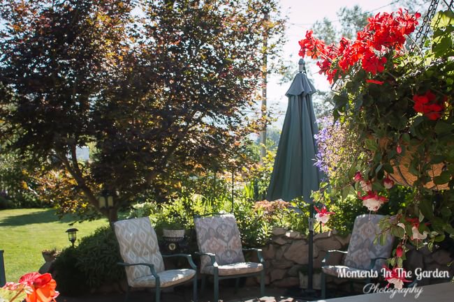 MomentsintheG's tweet image. My favourite spot in the garden.  Fortunately we have still been able to have a campfire.  #patioarea #firepit #morningsunlight #hangingbaskets #momentsinthegardenphotography