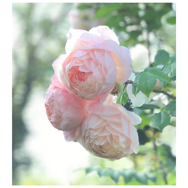 B_wildacre's tweet photo. Can’t get enough of these late summer roses before the seasons shift and the autumn colours come in. 
#seasonalshifts #latesummer #englishroses #naturenotes_august #contemplative photography #blooms #flowerfix #botanicalpickmeup https://t.co/BU2whTDXD6 https://t.co/3jn32X8E7I