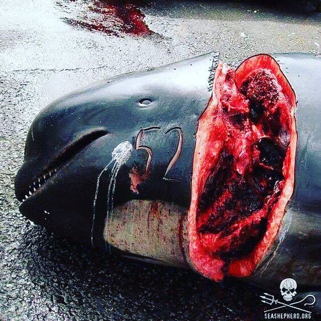 VincentAubry_'s tweet photo. Le massacre n’a pas lieu qu’aux Îles Féroé ou à Taiji, avec la tradition pour seul prétexte.
Certains naissent captifs pour n’être que des numéros, de la matière première, d’autres sont arrachés à la liberté pour devenir des numéros.
#StopGrind #StopTaiji #StopZoocide https://t.co/r0WYxWNcF8
