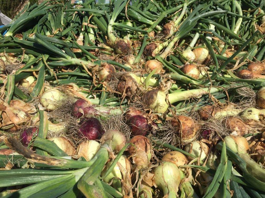 LifeLihfa's tweet photo. Fresh in our garden. Organically produced and on sale😊😊 https://t.co/3A4PuuwSkr