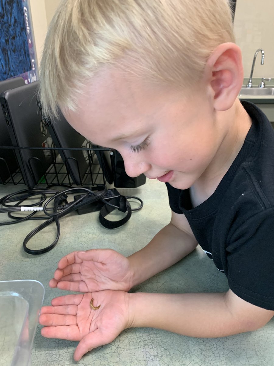 MrsKnuevenSTEM's tweet photo. Feeding time for our newest classroom creatures!  Adam told anyone who would listen at the store that Mommy was buying apples for her pet worms. 😂 @FOSSscience @ZCSStonegate https://t.co/ptSzC5YjOB