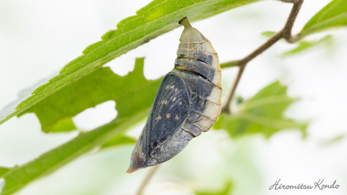 Hiromitsu Kondo Ar Twitter 今にも羽化しそうです パカっと フワッと ワクワクします 福岡 昆虫 蝶 蛹 サナギ チョウ ゴマダラチョウ