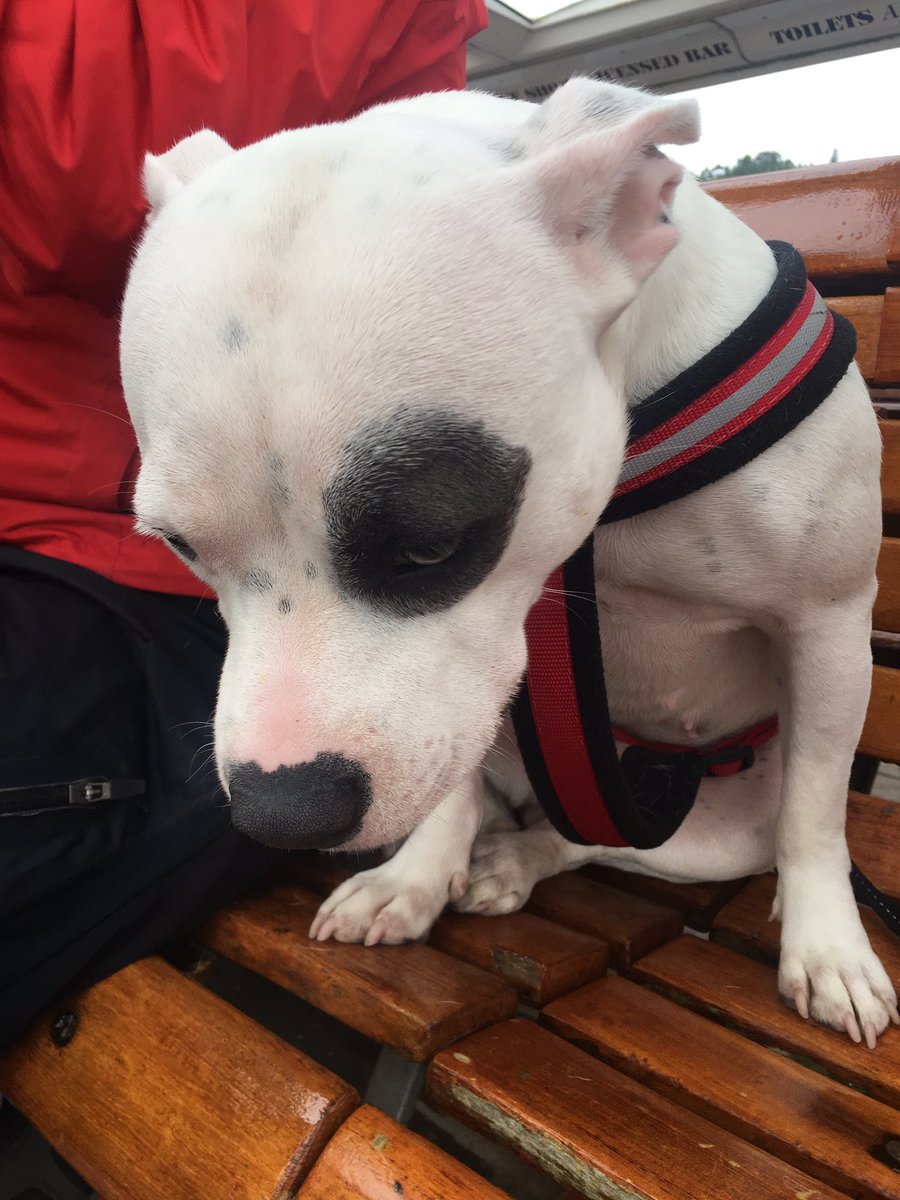 merchant_elite's tweet photo. Think the dogs sea sick! Dog + ferry = trouble #lakedistrick @chesterdotcom @wearechester @Rach_A_Rama @chesterhealth @chestertweetsuk https://t.co/d0nZiDTInR