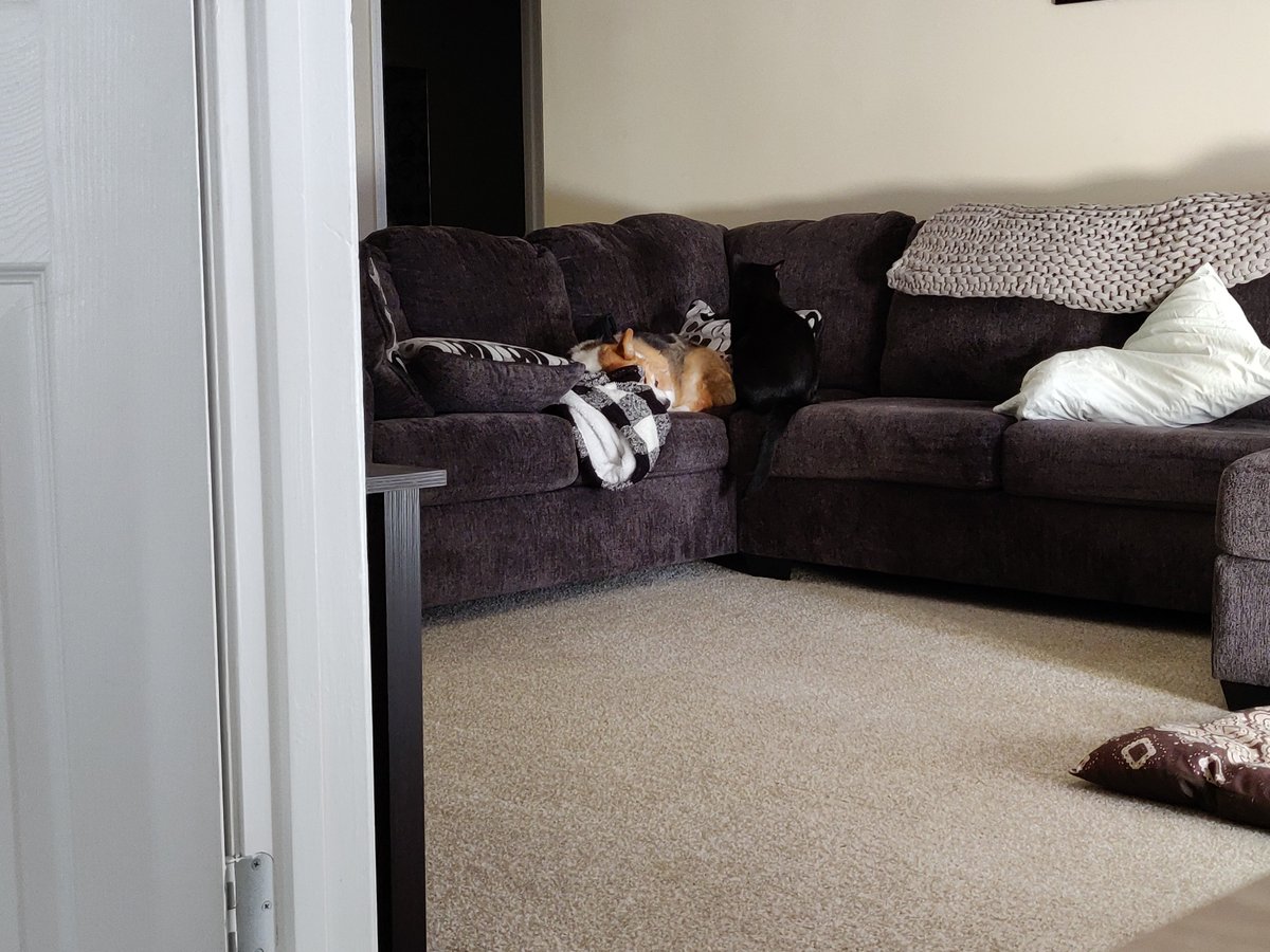 drahcir_rahl's tweet photo. These two today. #satancat #morecorgi https://t.co/0eWxFahqRd