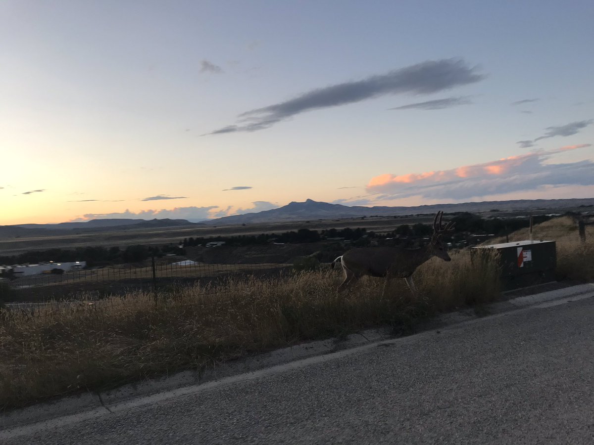 Colliciatrippin's tweet photo. Slept in a sheepherder’s wagon in Cody, WY #sexywarmwoods #fatherlylove who dat is creepin’ on the suburban streets?! #deersgonewild https://t.co/c5kdpIAj52