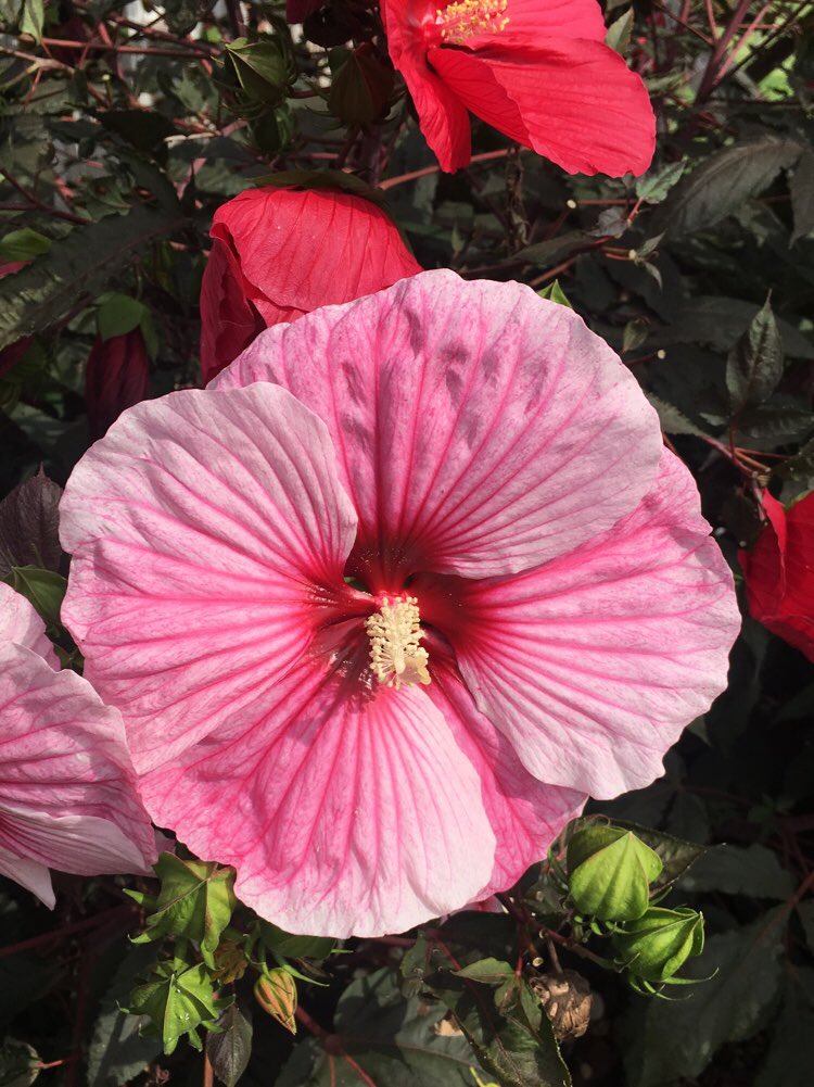 booksnobsue's tweet photo. Good morning...my flowers are gorgeous this morning๐.
#FlowerPics #MichiganBulb #ThankYouMichiganBulb @michiganbulb https://t.co/SyH6xmUDgk