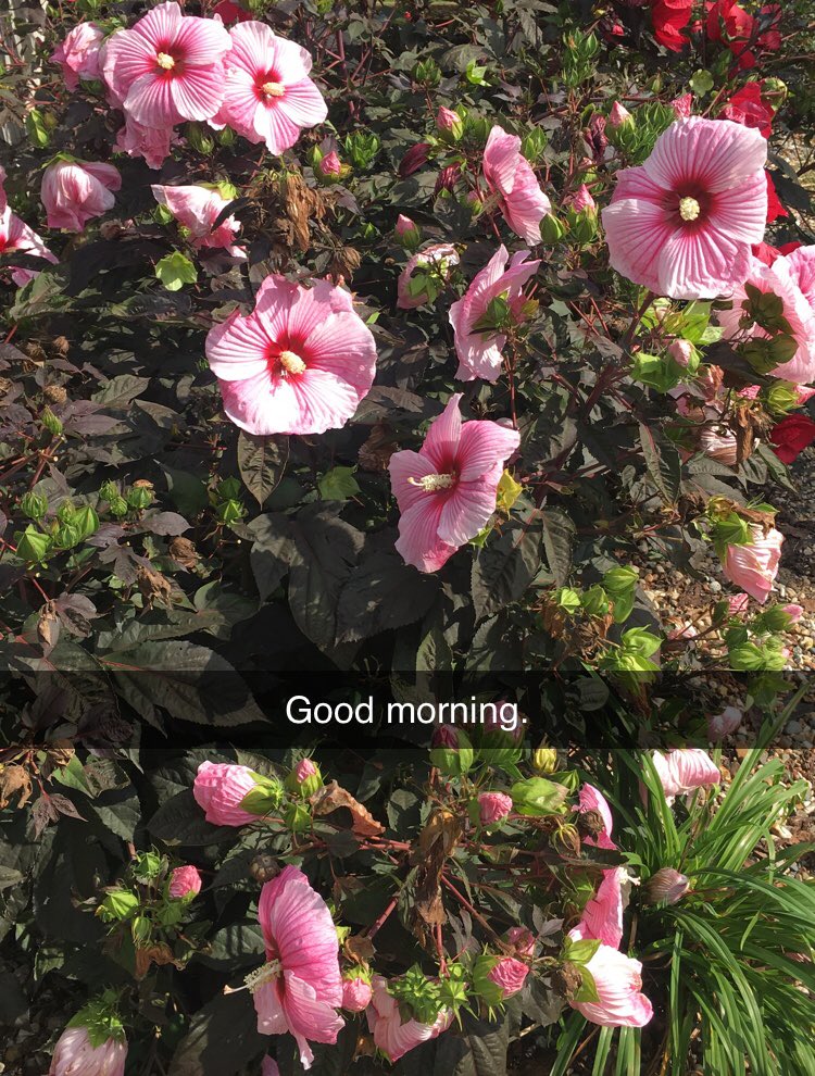 booksnobsue's tweet photo. Good morning...my flowers are gorgeous this morning๐.
#FlowerPics #MichiganBulb #ThankYouMichiganBulb @michiganbulb https://t.co/SyH6xmUDgk