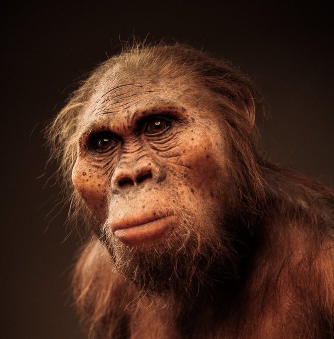 Qafzeh's tweet photo. Australopithecus africanus reconstruction #MrsPles by Elisabeth Daynès https://t.co/HJbZZmLRbK https://t.co/cKWJGG2hMK
