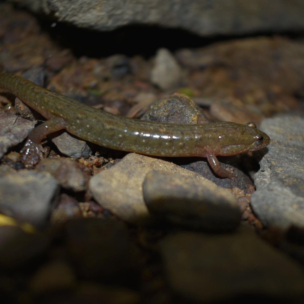 WildGenomics's tweet photo. Successful field day for our postdoc! #northernduskysalamander #Salamander #conservationgenetics #swabbingforDNA @wvudavis https://t.co/KRmU5gngu8