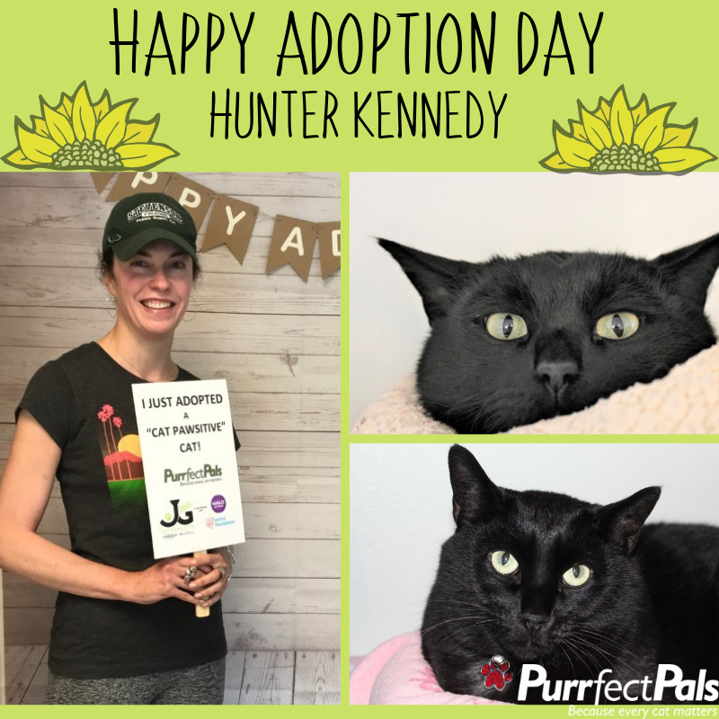 Happy Adoption Day to our big house panther Hunter Kennedy. A few happy tears may have been shed today by our adoption manager as she said goodbye. Congratulations to Hunter and his new person Jana!
 #purrfectpals #everycatmatters