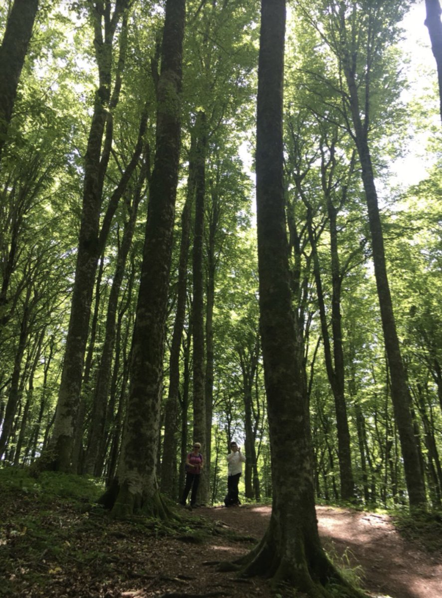 MoW_US's tweet photo. Join us in 2020 as we walk the Sacred Forest in Italy! Applications are now open for our Sacred Forest Pilgrimage! For full information and application visit, https://t.co/hfmGuo3PbI #walkingwithMoW #MoWsacredforest #sacredforest https://t.co/zizW96TPWP