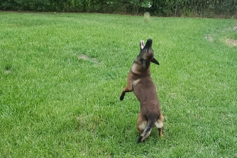 Please support my GoFundMe campaign: gofundme.com/f/K9MAX-JCARLI… <a href="/gofundme/">GoFundMe</a>