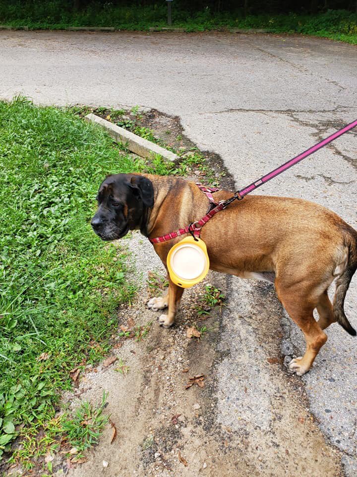 s_rving's tweet image. Today’s the day. It’s my 45th birthday. What better way then to spend it camping with my beautiful wife and dog. #Camping #45thBirthday #Mykka #BeautifulWife