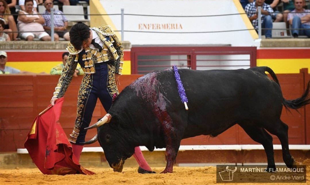 tonetecp's tweet photo. Saboreando aún #Palencia pero sabiendo que lo único realmente importante es lo que está por conquistar. 

📷: @BMFtoros 
Luis Alberto Simón. 

#TÑT https://t.co/NHMNYk0ige