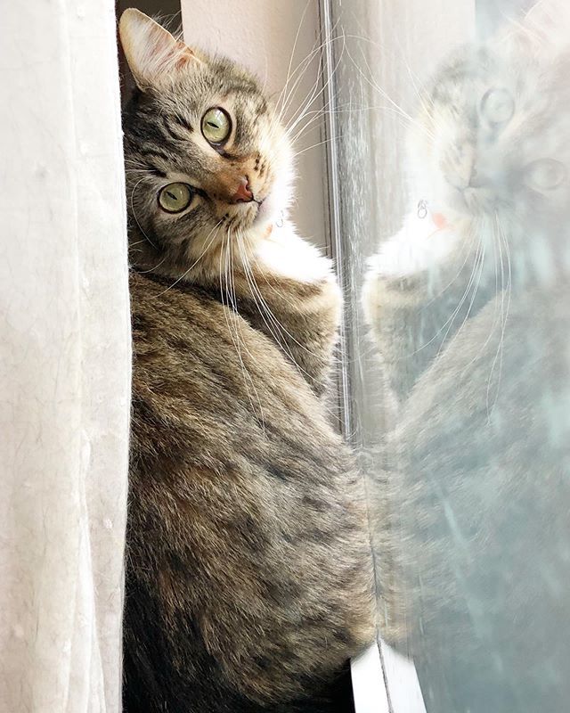 devon2v's tweet photo. We lost our little boy today. Primary Bone Cancer. He was the sweetest thing ever. We’re going to miss him so much. Rest In Peace, Finn. .
.
.
. #cat #catsofinstagram #mourning https://t.co/GQf7gWkNIG https://t.co/uKS8C5l4G5