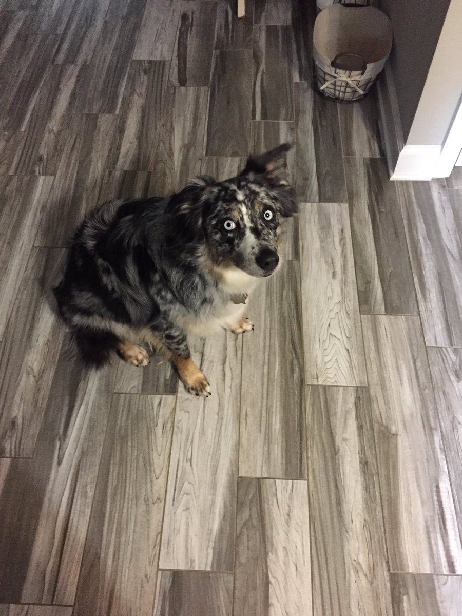 Emacann14's tweet photo. No owner! 5.2 miles and 30 mins of tennis ball isn’t enough. #Aussie #energy https://t.co/2Q0xNt4Pmw