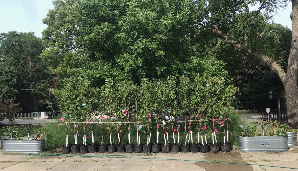KAMIIGarden's tweet photo. Friday, 8/30/19, 8:45a, KAMII Food Justice &amp; Sustainability Program's annual fruit tree giveaway. Choose between 4 varieties of semi dwarf sweet cherry. 1 is self pollinating, the rest require a companion. Pick up at KAMII starting 9a, Sunday 9/1. 1 or 2 trees per person, please. https://t.co/7PvIclI0OQ