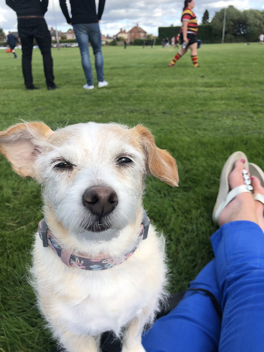 chdrump's tweet photo. International dog day..here’s mine watching her master play rugby https://t.co/NCxn3ErnTN