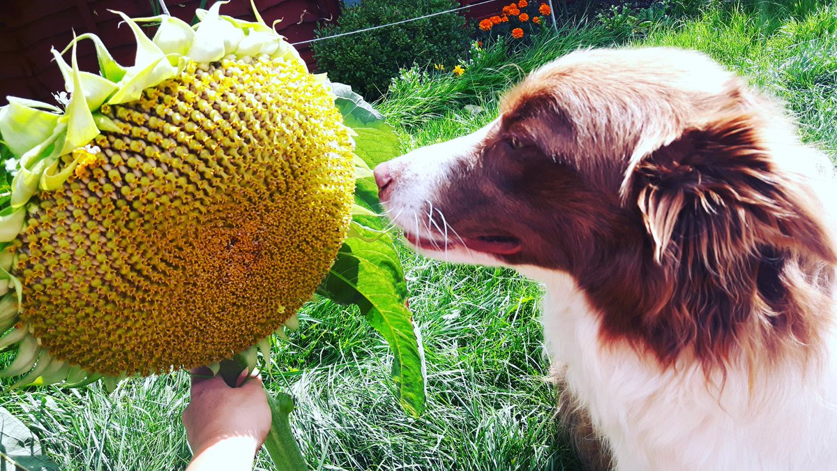 BorderCollieRed's tweet image. Aww this flower smells good 😍🐕❤ #bordercollieoftwitter #dogsoftwitter #dogs #sunflower