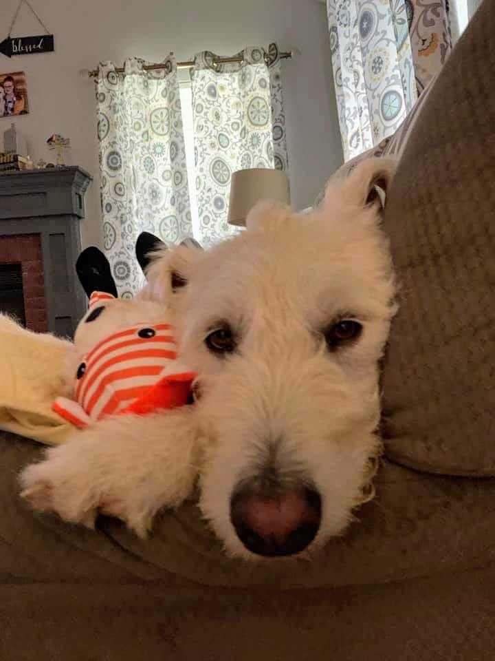 Health_Depot's tweet photo. Congrats again to Ginny Hendrix People's and Sampson on winning a new Walk-E-Woo collar! Thanks for participating. #WalkEWoo #HealthDepotGRN #NationalDogDay #LovetoWin https://t.co/i84BnYbSJl