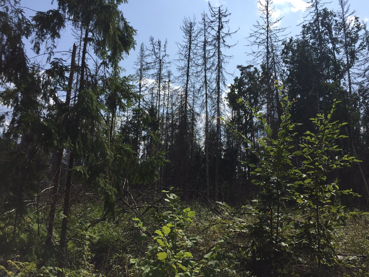 EUSTAFOR's tweet image. #stateforests managers struggle with #Climatechange negative impacts on European #forests across the continent. Forests adaptation to changing climatic conditions, prevention &amp;amp; preparedness through #SFM become more urgent then ever