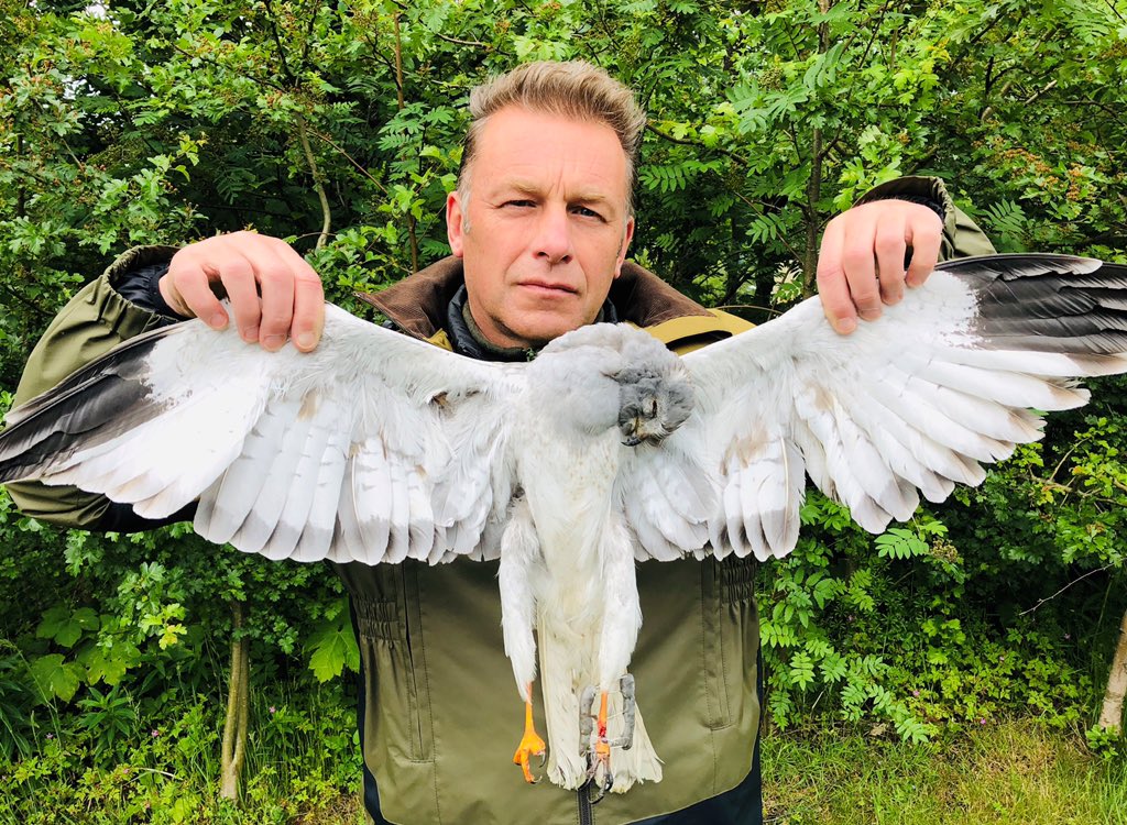 Okay I won’t mince my words . We need the last 11K signatures on this petition to ban driven grouse shooting fast petition.parliament.uk/petitions/2667… Please don’t let this beautiful bird have died in vain . Watch the video and please RT m.youtube.com/watch?v=Q6NISg…