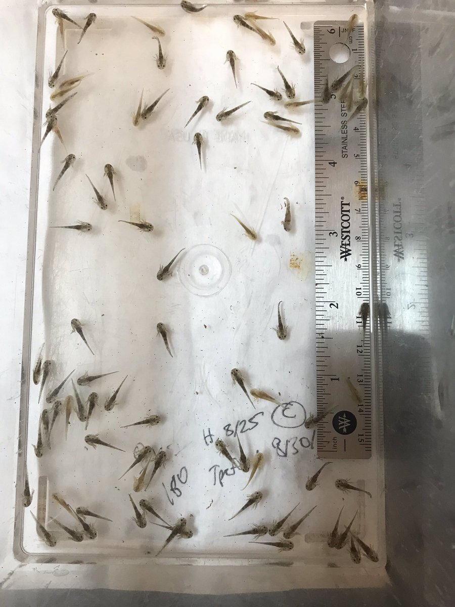 Regina Spranger, PhD tweet media