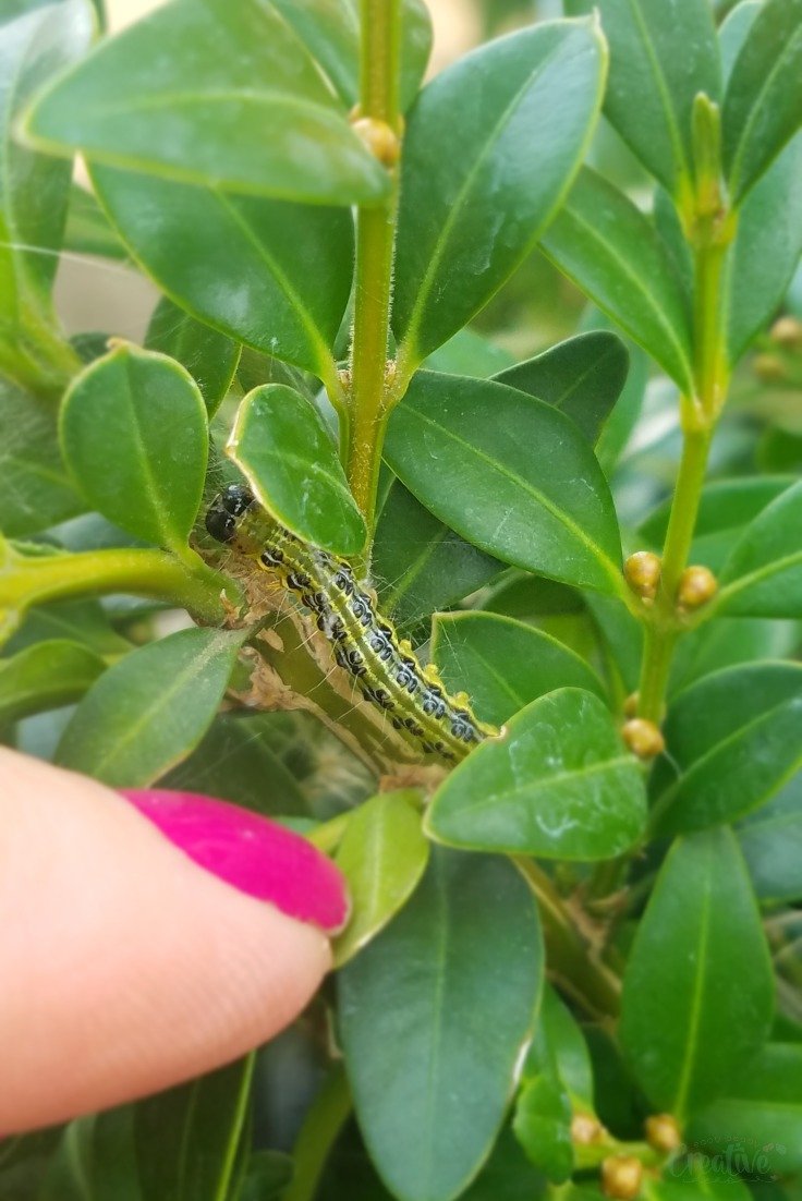 hydrospike's tweet image. RT @PetroNeagu: Are caterpillars devastating your beautiful #boxtrees? Act quickly with this simple and safe box tree #caterpillar killer and get rid of them without bringing any toxic #insecticide into your #garden! bit.ly/2HBo2y1 #gardening #…