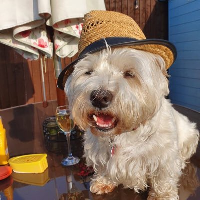 HomesPets's tweet photo. #NewProfilePic https://t.co/7BNp2UHRbP