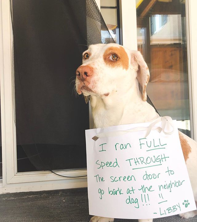 Libbylowrider's tweet photo. I definitely surprised myself. π³π#dogshaming #barkingatothersgetsyouintrouble #goofball #scaredherselfsilly #libbynation
#funnydog https://t.co/rja08qsELI https://t.co/G9XMHWOoPk
