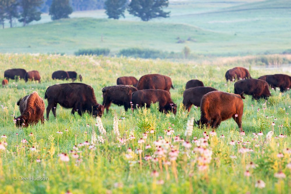 Nachusa's tweet photo. Do bison prefer to graze in remnant prairies or restorations? Find out in this study by Jason Willand, PhD . . . https://t.co/YWSWajdWlT
#NachusaScience https://t.co/GR8ImPQ7l0