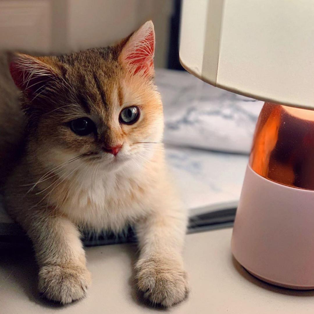 pet_monkey's tweet image. The perfect way to spend a Saturday night 💤🐱

📸@bertie.puss