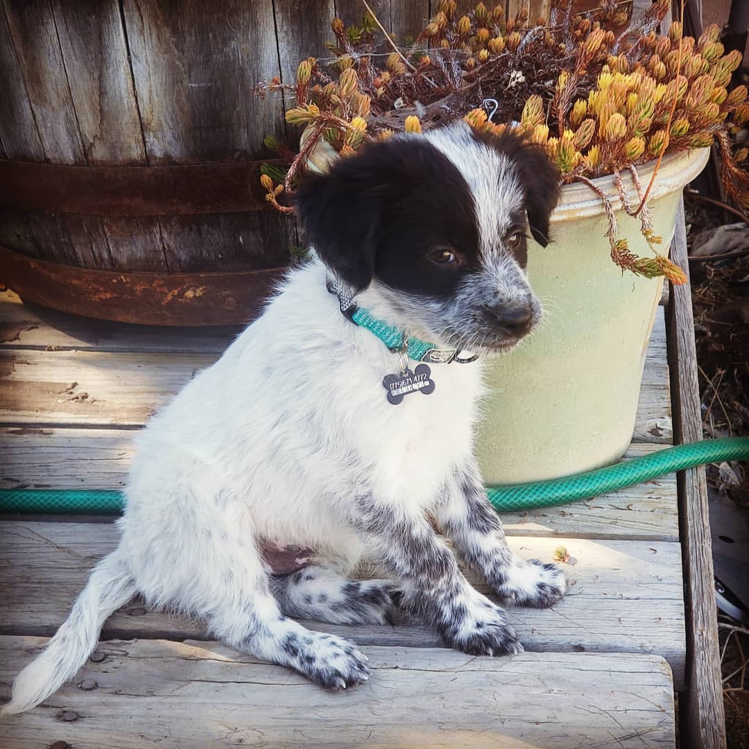 Moxyupmentoring's tweet photo. Meet #Rocky #MoxyUp newest member Dont let this cute face fool you. He has a job at Moxy 💯 providing love 💗 hope 🙌 to everyone! #MoxyUpSupportPup #WorkingBorderCollies #MentoringMatters #HesABigDeal #YouGotThisWeGotU https://t.co/zsduiA9kbK