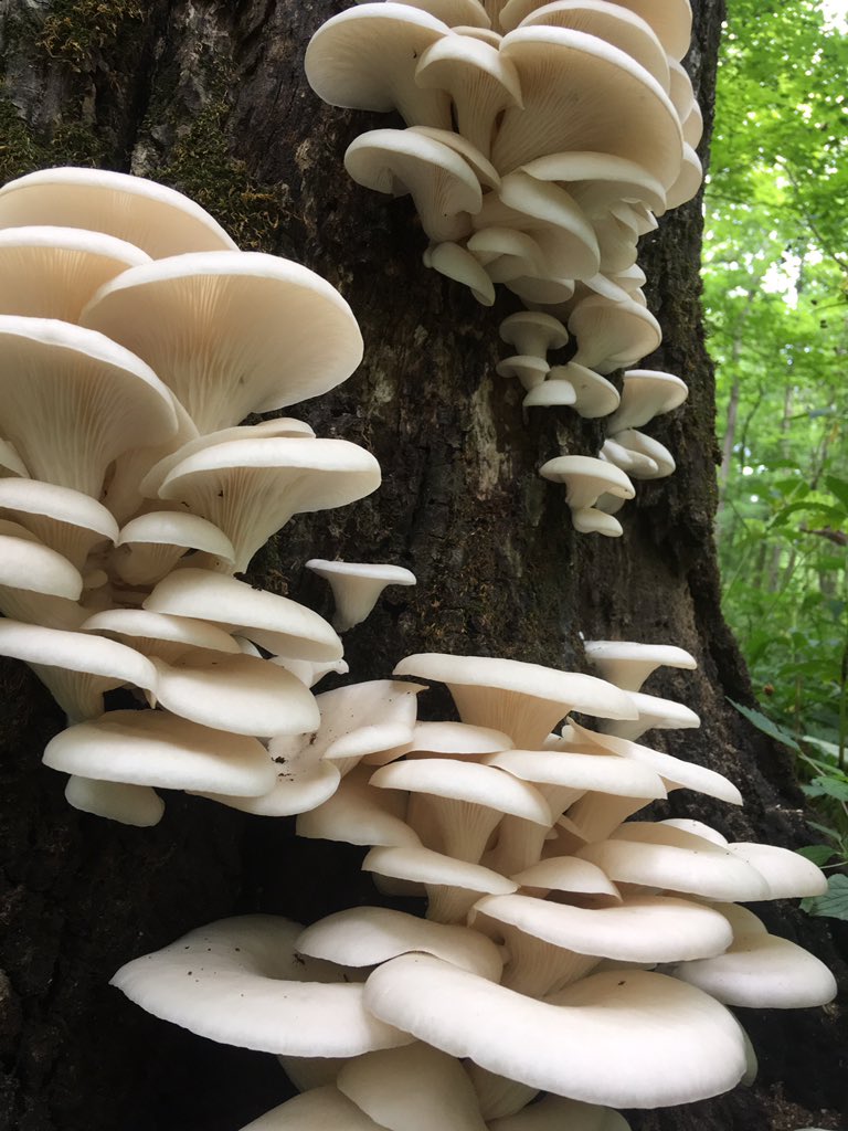 While taking plant fitness measurements in the forest, I stumbled onto oyster mushrooms. #forestresearch #lankaulab