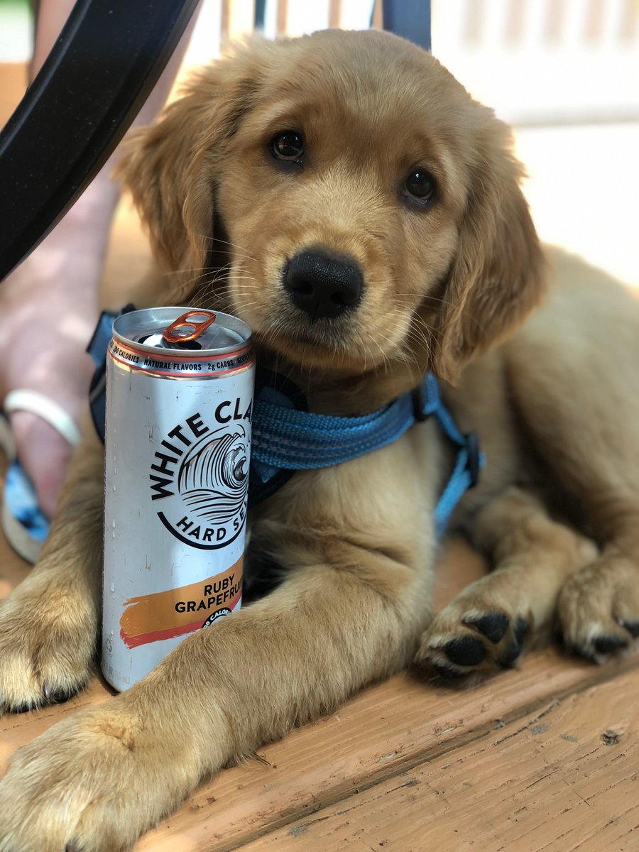 Ain’t no laws when there’s claws in your paws