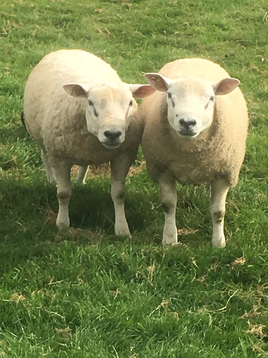 Tim Hancock tweet media