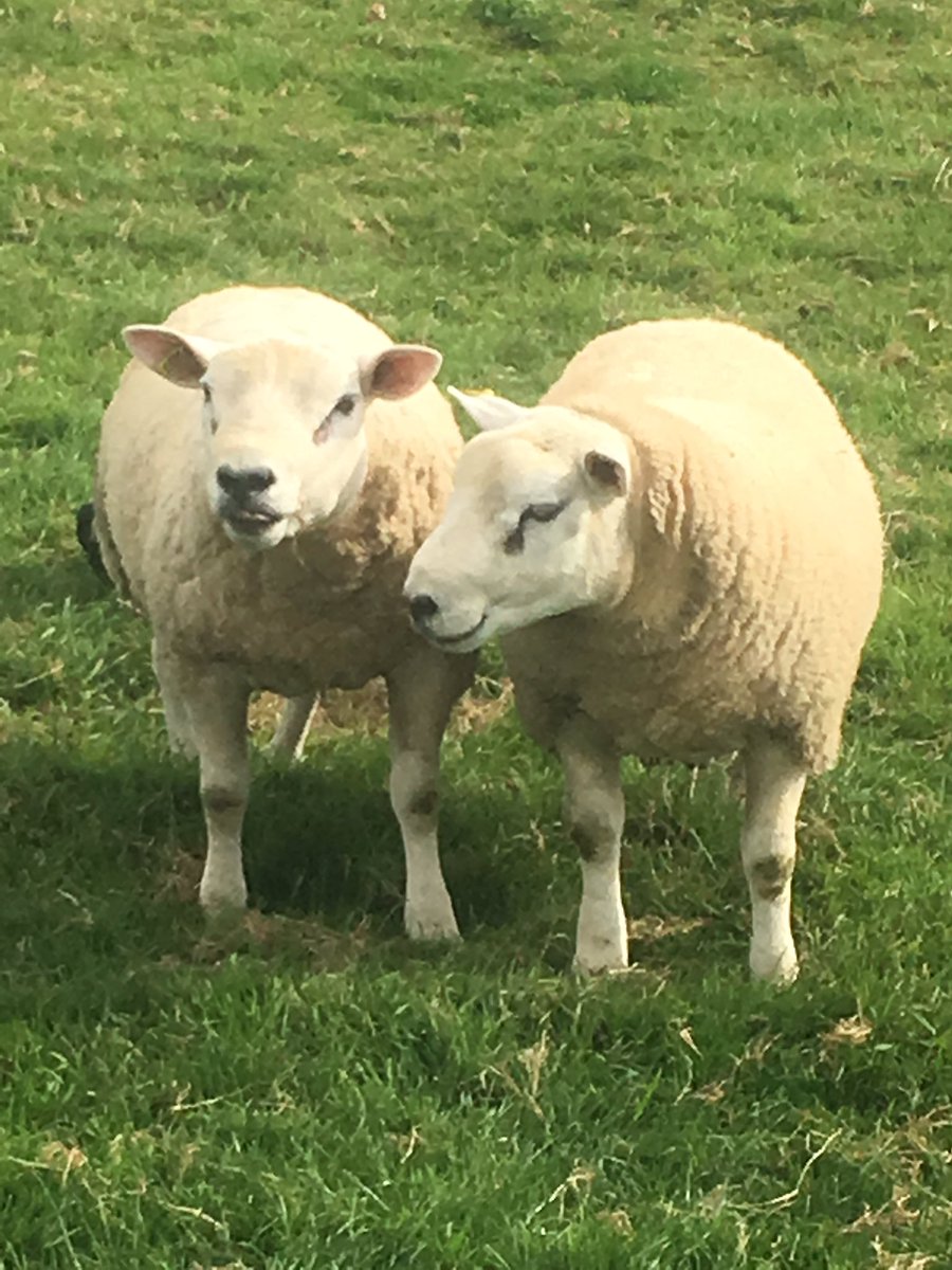 Tim Hancock tweet media