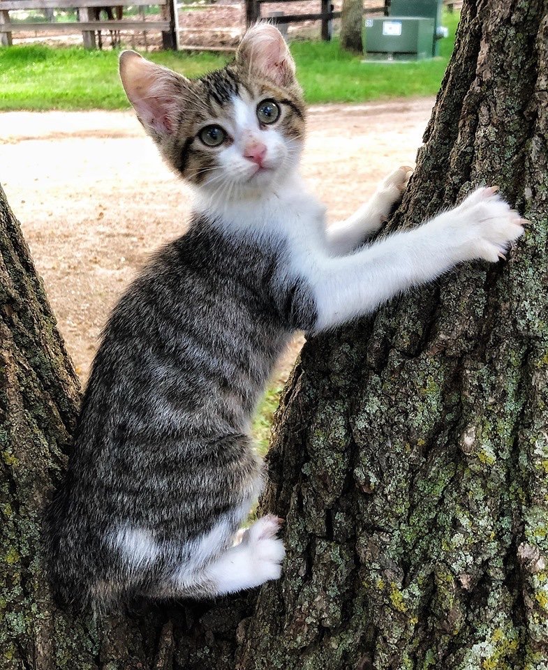 AllCatsRescue's tweet photo. Our adoption event at PetSmart at Dawley Farms is going on now, and there are some completely adorable kittens for you to meet, including these sweeties! Head on out to PetSmart and meet them - we'll be there until three! Check out their profiles at https://t.co/KGEqptzA2q! https://t.co/gmIbOvYTsK